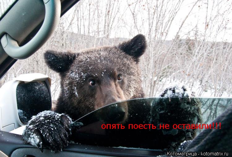 опять поесть не оставили!!!... Котоматрица: опять поесть не оставили!!!