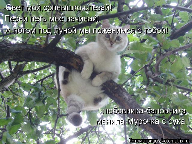 Котоматрица: -Свет мой,солнышко,слезай! Песни петь мне начинай! -любовника-баловника манила Мурочка с сука. А потом под луной мы поженимся с тобой!