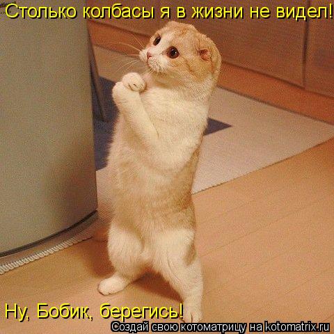 Столько колбасы я в жизни не видел! Ну, Бобик, берегись!... Котоматрица: Столько колбасы я в жизни не видел! Ну, Бобик, берегись!