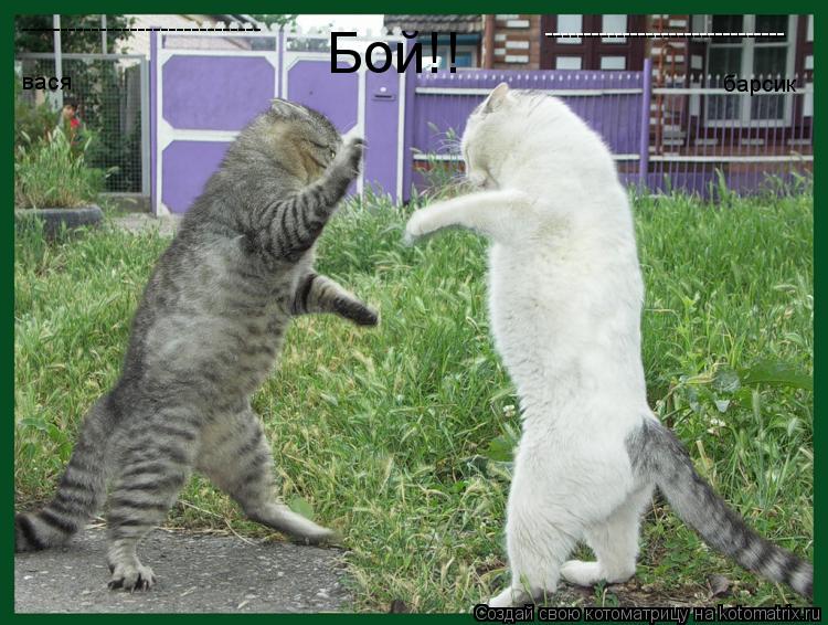 Котоматрица: Бой!! вася барсик ------------------------------- -------------------------------