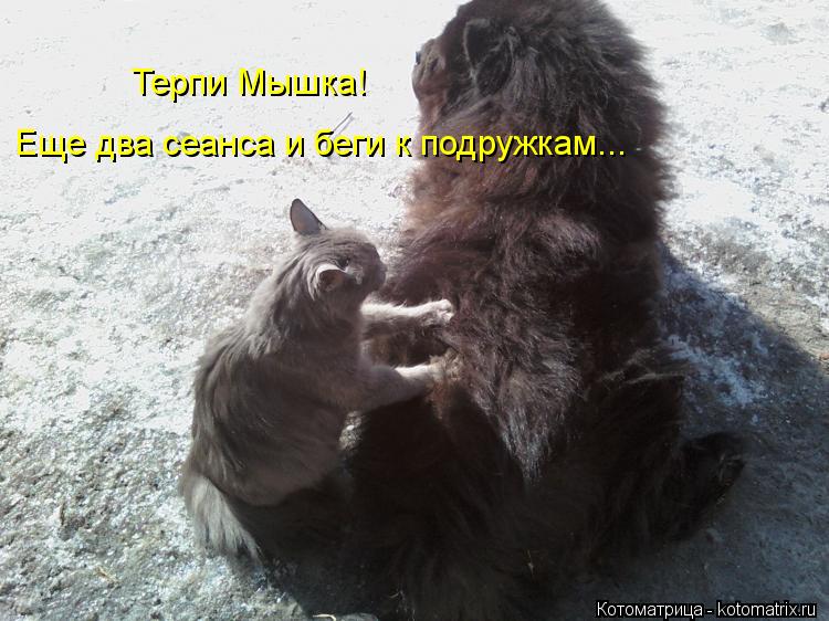 Котоматрица: Терпи Мышка!  Еще два сеанса и беги к подружкам...