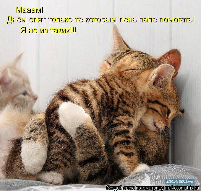 Котоматрица: Мааам! Днём спят только те,которым лень папе помогать! Я не из таких!!!