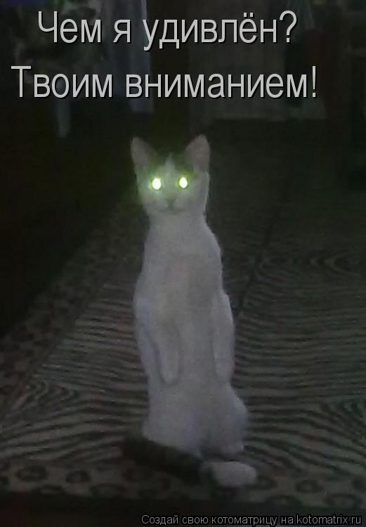 Чем я удивлён? Твоим вниманием!... Котоматрица: Чем я удивлён? Твоим вниманием!