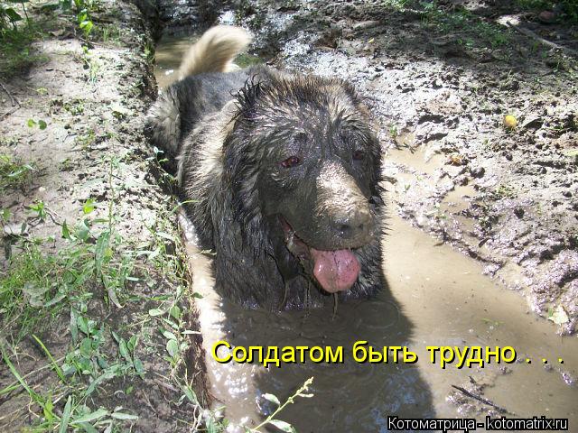 Солдатом быть трудно . . .... Котоматрица: Солдатом быть трудно . . .