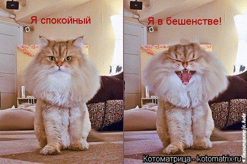 Котоматрица: Я спокойный Я в бешенстве!
