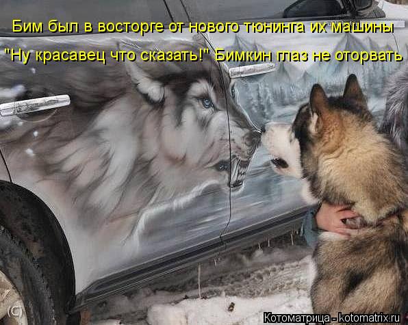 Бим был в восторге от нового тюнинга их машины "Ну красавец что сказать!" Бимкин глаз не оторвать... Котоматрица: Бим был в восторге от нового тюнинга их машины "Ну красавец что сказать!" Бимкин глаз не оторвать