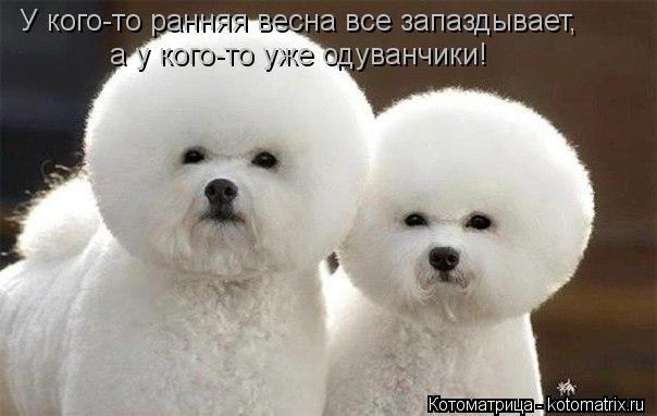 У кого-то ранняя весна все запаздывает, а у кого-то уже одуванчики!... Котоматрица: У кого-то ранняя весна все запаздывает, а у кого-то уже одуванчики!
