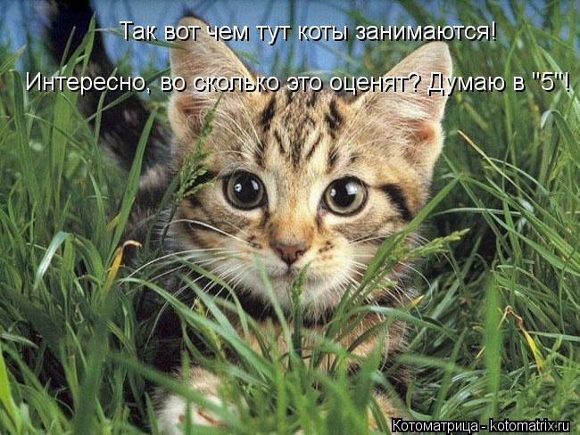 Так вот чем тут коты занимаются! Интересно, во сколько это оценят? Думаю в "5"!... Котоматрица: Так вот чем тут коты занимаются! Интересно, во сколько это оценят? Думаю в "5"!