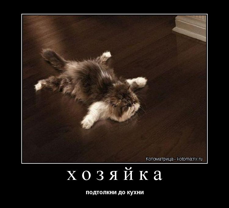 Котоматрица: хозяйка подтолкни до кухни