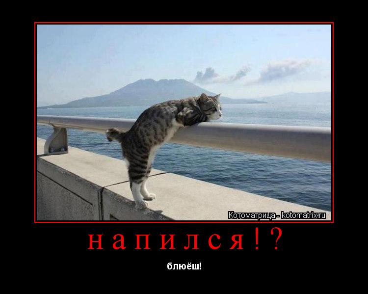 напился!? блюёш!... Котоматрица: напился!? блюёш!