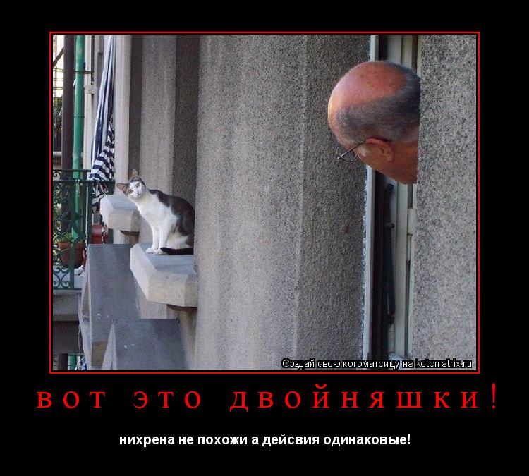 вот это двойняшки! нихрена не похожи а дейсвия одинаковые!... Котоматрица: вот это двойняшки! нихрена не похожи а дейсвия одинаковые!