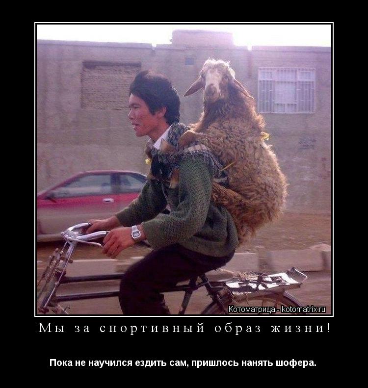 Котоматрица: Мы за спортивный образ жизни! Пока не научился ездить сам, пришлось нанять шофера. 