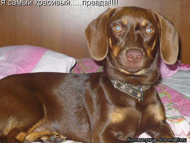 я самый красивый.....правда!!!!... Котоматрица: я самый красивый.....правда!!!!