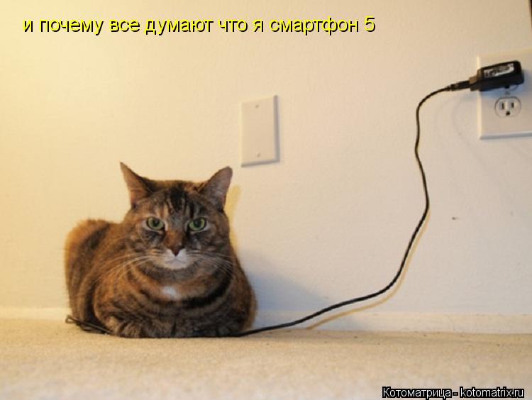 и почему все думают что я смартфон 5... Котоматрица: и почему все думают что я смартфон 5