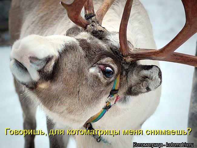 Говоришь, для котоматрицы меня снимаешь?... Котоматрица: Говоришь, для котоматрицы меня снимаешь?