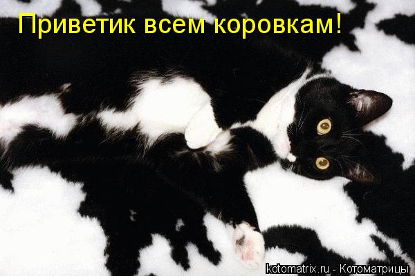Приветик всем коровкам!... Котоматрица: Приветик всем коровкам!