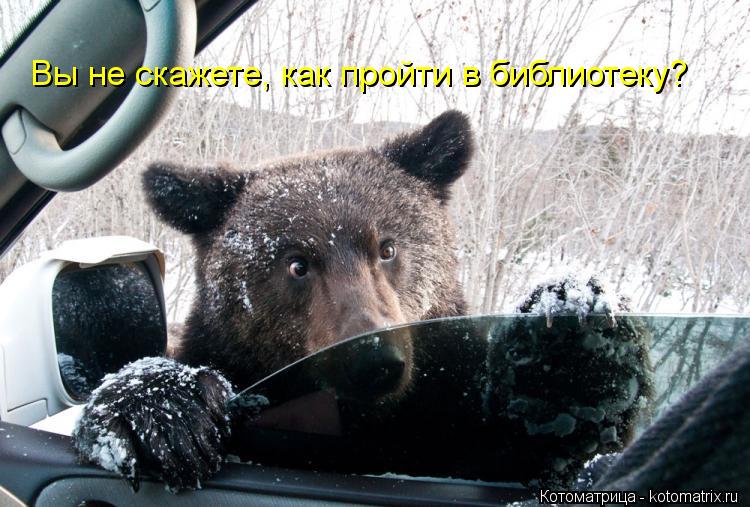 Вы не скажете, как пройти в библиотеку?... Котоматрица: Вы не скажете, как пройти в библиотеку?