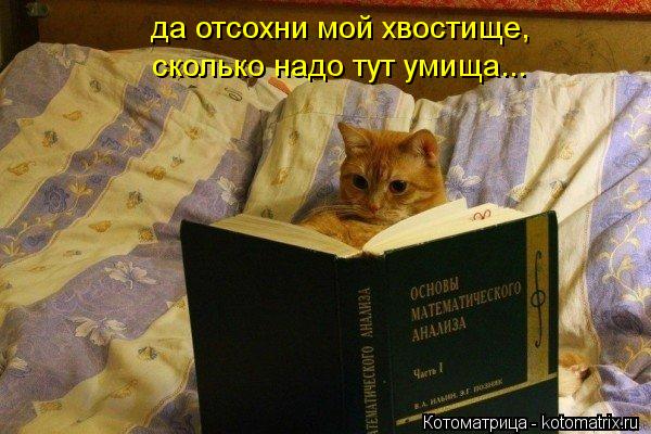 да отсохни мой хвостище, сколько надо тут умища...... Котоматрица: да отсохни мой хвостище, сколько надо тут умища...