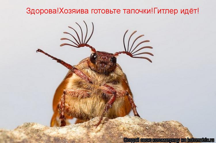 Здорова!Хозяива готовьте тапочки!Гитлер идёт!... Котоматрица: Здорова!Хозяива готовьте тапочки!Гитлер идёт!
