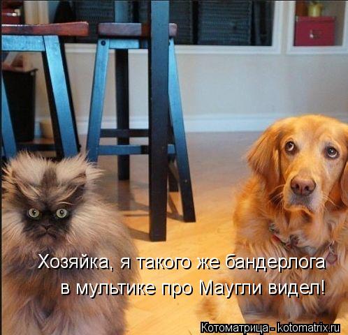 Хозяйка, я такого же бандерлога в мультике про Маугли видел!... Котоматрица: Хозяйка, я такого же бандерлога в мультике про Маугли видел!