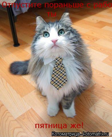 Отпустите пораньше с рабо ты пятница же!... Котоматрица: Отпустите пораньше с рабо ты пятница же!