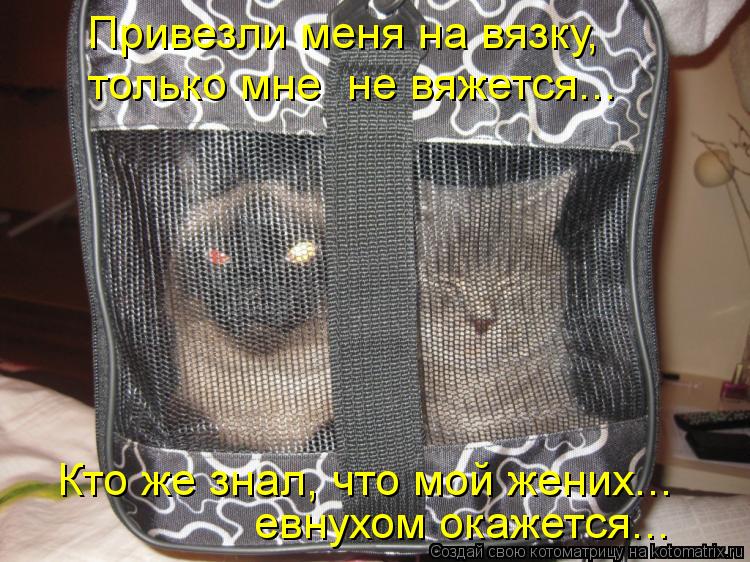 Привезли меня на вязку, только мне не вяжется... Кто же знал, что мой жених... евнухом окажется...... Котоматрица: Привезли меня на вязку, только мне не вяжется... Кто же знал, что мой жених... евнухом окажется...