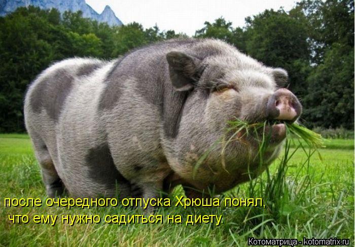 после очередного отпуска Хрюша понял, что ему нужно садиться на диету.... Котоматрица: после очередного отпуска Хрюша понял, что ему нужно садиться на диету.