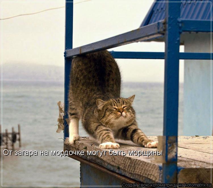 От загара на мордочке могут быть морщины... Котоматрица: От загара на мордочке могут быть морщины