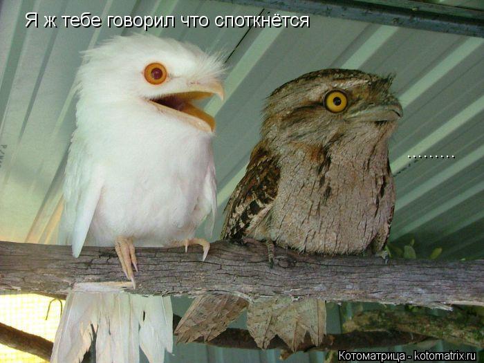 Я ж тебе говорил что споткнётся ............ Котоматрица: Я ж тебе говорил что споткнётся .........