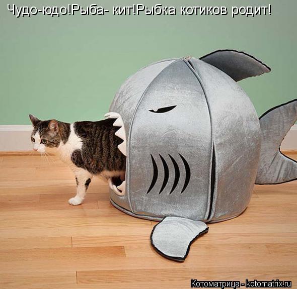 Чудо-юдо!Рыба- кит!Рыбка котиков родит!... Котоматрица: Чудо-юдо!Рыба- кит!Рыбка котиков родит!