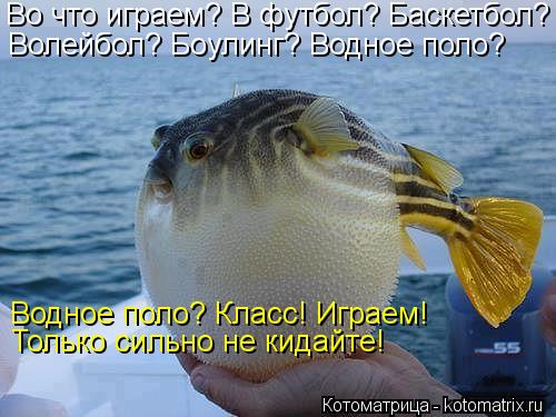Во что играем? В футбол? Баскетбол? Волейбол? Боулинг? Водное поло? Водное поло? Класс! Играем! Тольк... Котоматрица: Во что играем? В футбол? Баскетбол? Волейбол? Боулинг? Водное поло? Водное поло? Класс! Играем! Только сильно не кидайте!