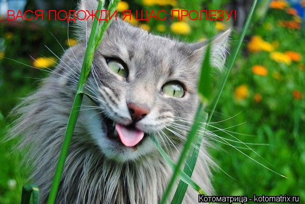 ВАСЯ ПОДОЖДИ Я ЩАС ПРОЛЕЗУ!... Котоматрица: ВАСЯ ПОДОЖДИ Я ЩАС ПРОЛЕЗУ!