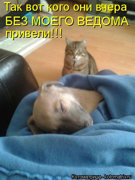 Так вот кого они вчера БЕЗ МОЕГО ВЕДОМА привели!!!... Котоматрица: Так вот кого они вчера БЕЗ МОЕГО ВЕДОМА привели!!!