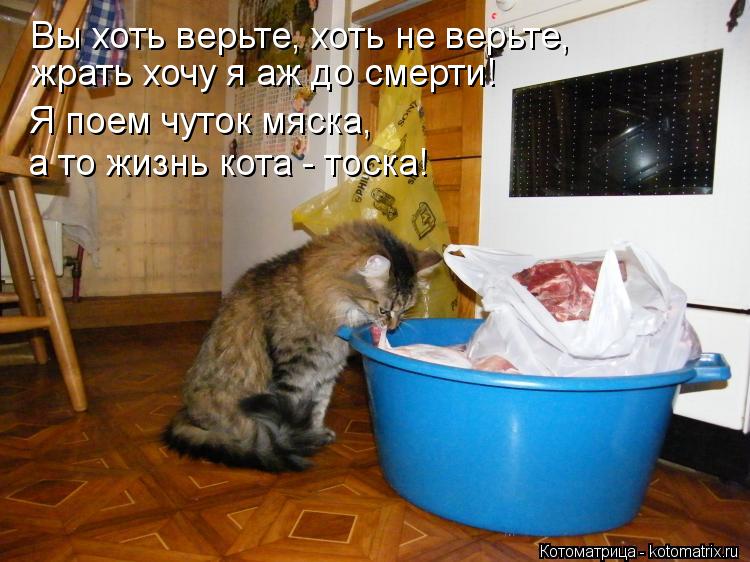 Котоматрица: Вы хоть верьте, хоть не верьте, жрать хочу я аж до смерти! Я поем чуток мяска, а то жизнь кота - тоска!
