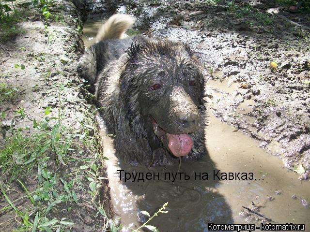 Труден путь на Кавказ...... Котоматрица: Труден путь на Кавказ...