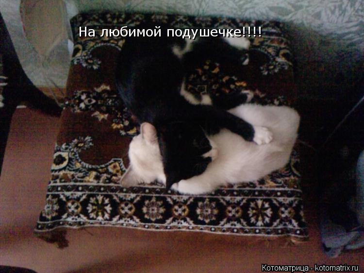 Котоматрица: На любимой подушечке!!!!