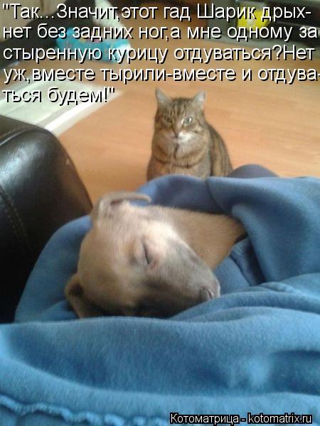 "Так...Значит,этот гад Шарик дрых- нет без задних ног,а мне одному за стыренную курицу отдуваться?Нет... Котоматрица: "Так...Значит,этот гад Шарик дрых- нет без задних ног,а мне одному за стыренную курицу отдуваться?Нет уж,вместе тырили-вместе и отдува- ться б