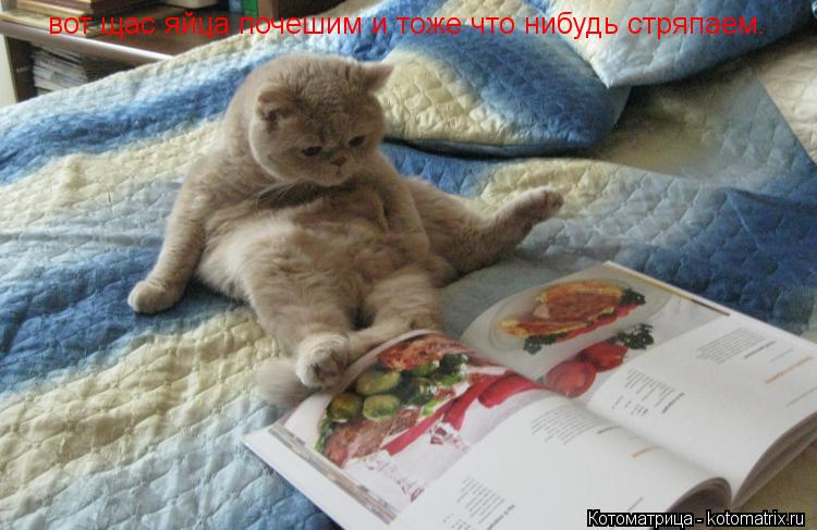 вот щас яйца почешим и тоже что нибудь стряпаем.... Котоматрица: вот щас яйца почешим и тоже что нибудь стряпаем.