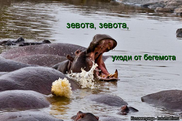 Котоматрица: зевота, зевота,  уходи от бегемота