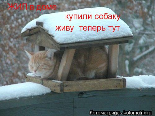 ЖИЛ в доме купили собаку живу теперь тут... Котоматрица: ЖИЛ в доме купили собаку живу теперь тут