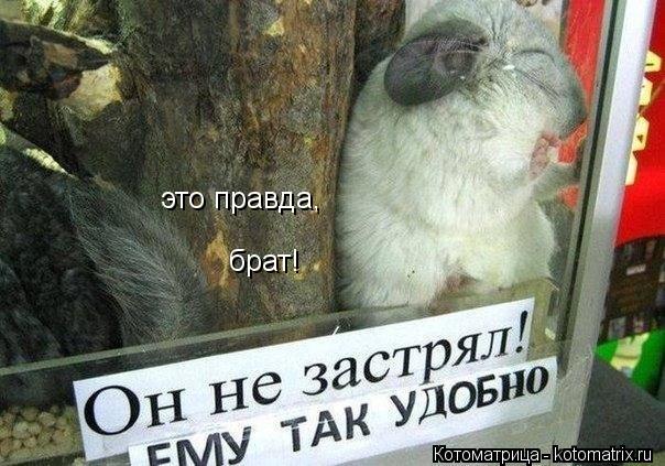 это правда, брат!... Котоматрица: это правда, брат!