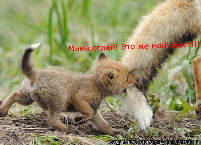 Мама,отдай! Это же мой хвост!!!... Котоматрица: Мама,отдай! Это же мой хвост!!!