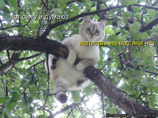 Котоматрица: вот сижу и думаю  написать на вас или нет