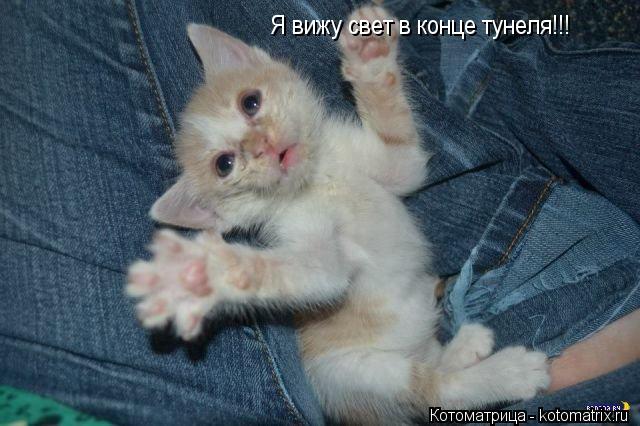 Я вижу свет в конце тунеля!!!... Котоматрица: Я вижу свет в конце тунеля!!!