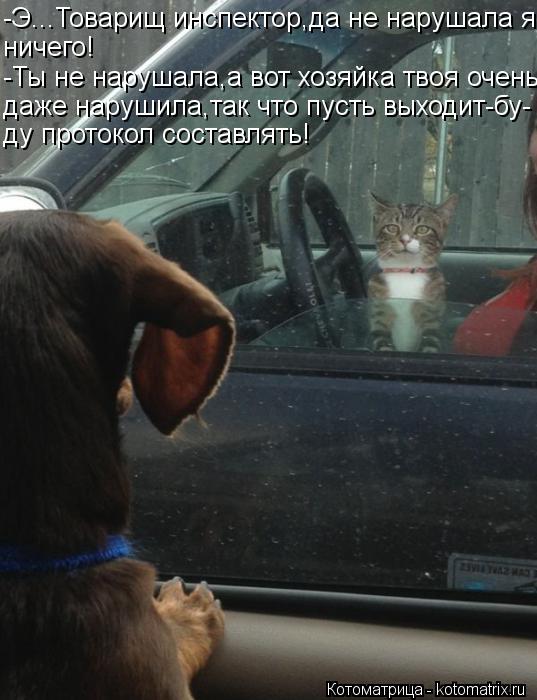 -Э...Товарищ инспектор,да не нарушала я ничего! -Ты не нарушала,а вот хозяйка твоя очень даже нарушил... Котоматрица: -Э...Товарищ инспектор,да не нарушала я ничего! -Ты не нарушала,а вот хозяйка твоя очень даже нарушила,так что пусть выходит-бу- ду протокол со