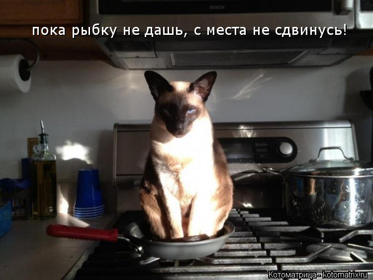 пока рыбку не дашь, с места не сдвинусь!... Котоматрица: пока рыбку не дашь, с места не сдвинусь!