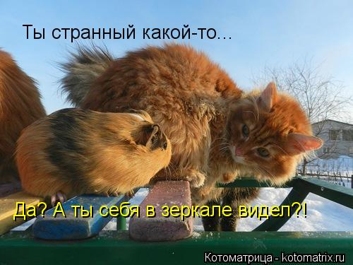 Ты странный какой-то... Да? А ты себя в зеркале видел?!... Котоматрица: Ты странный какой-то... Да? А ты себя в зеркале видел?!