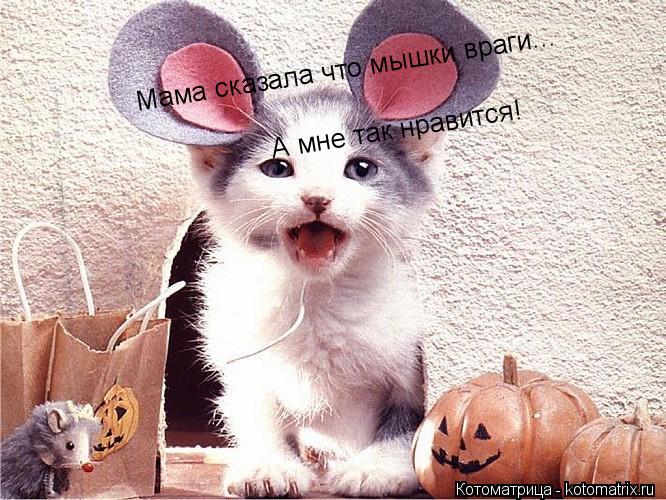 Мама сказала что мышки враги... А мне так нравится!... Котоматрица: Мама сказала что мышки враги... А мне так нравится!