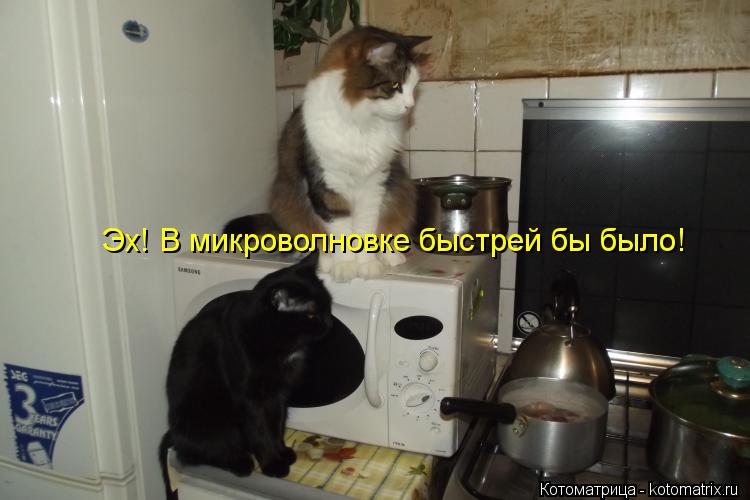 Эх! В микроволновке быстрей бы было!... Котоматрица: Эх! В микроволновке быстрей бы было!