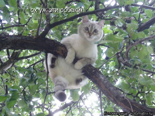 ох уж эти собаки!... Котоматрица: ох уж эти собаки!